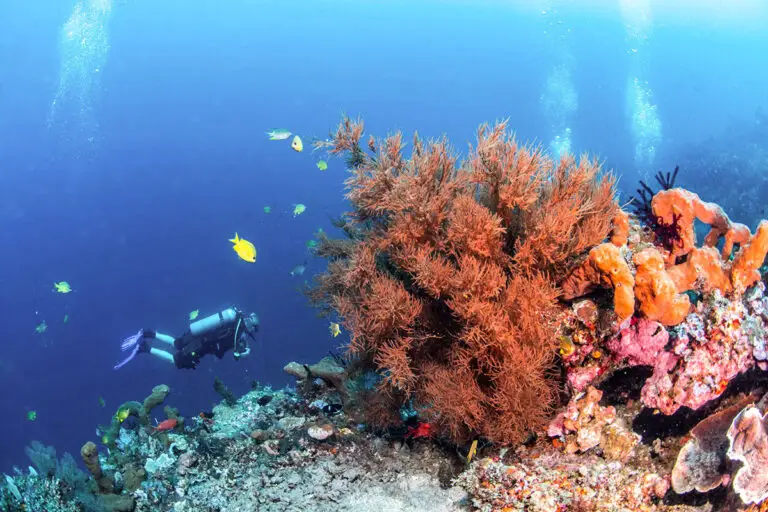 Taucher erkunden lebendiges Korallenriff mit orangen Weichkorallen und tropischen Fischen in Tulamben, Bali