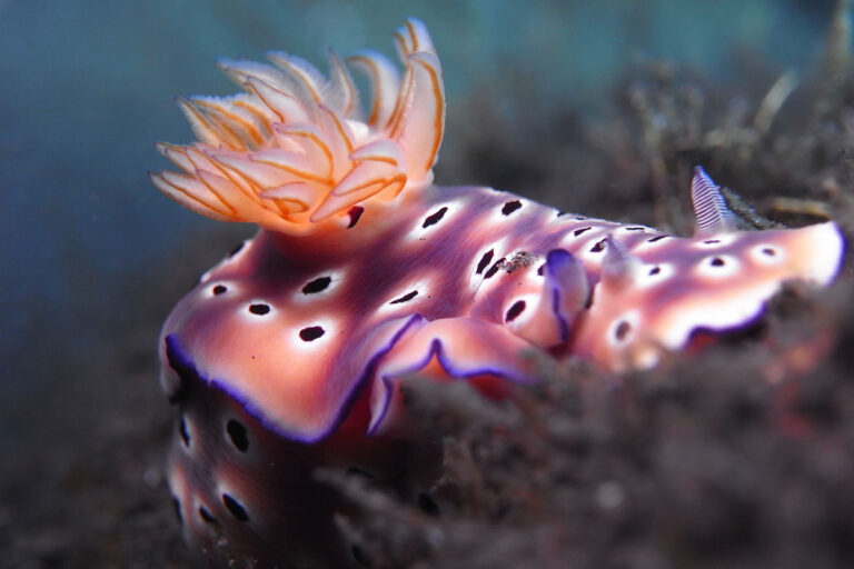 Nudibranche coloré avec cérathe orange et corps violet repéré sur récif corallien lors de plongée à Tulamben Bali