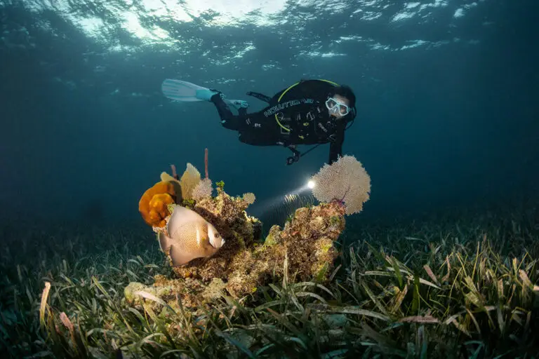 Gerätetaucher mit Taschenlampe erkundet nachts Korallenriff in Tulamben Gewässern mit tropischen Fischen und Seegras